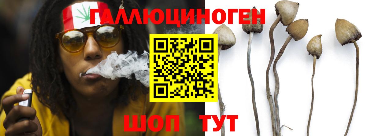 Псилоцибиновые грибы Cubensis Нижний Новгород
